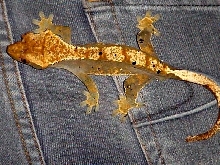Peaches on jeans