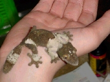 clouded leaftail