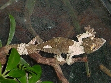Pied leaftail