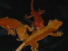 Red group