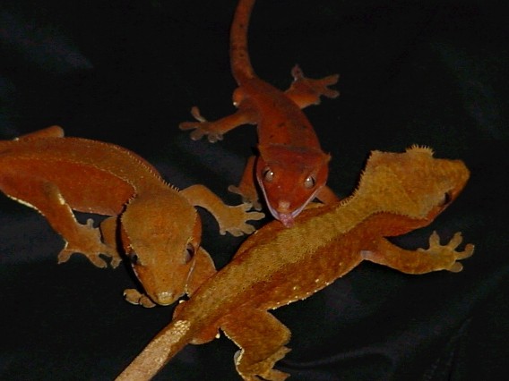 Red group