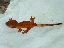 Super orange hatchling