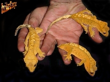 Three females on hands