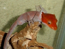 Vey in shed