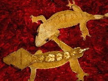 Yellow couple on red