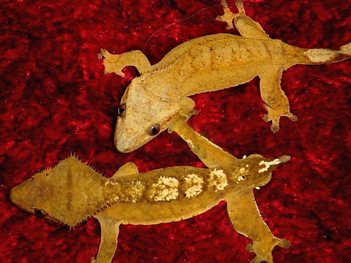 Yellow couple on red