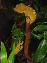 Yellow couple in tank