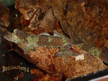 Giant Leaftail