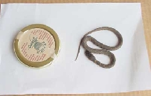 Rat Snake?