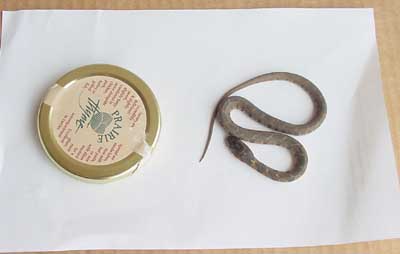 Rat Snake?