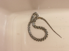 Is this a checkered garter?