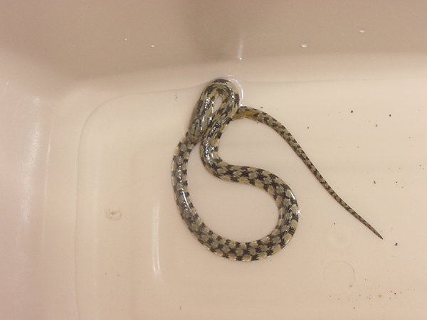 Is this a checkered garter?