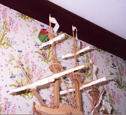Ahoy Maties!