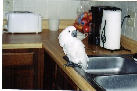 Dishes are Done