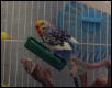 Carrot Bath