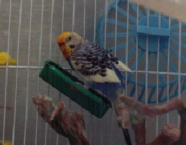 Carrot Bath