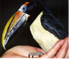 Collared Aracari