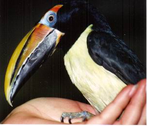 Collared Aracari