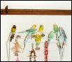 Budgies Playing