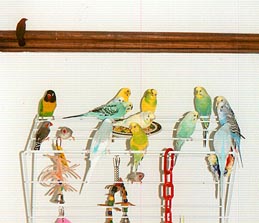 Budgies Playing