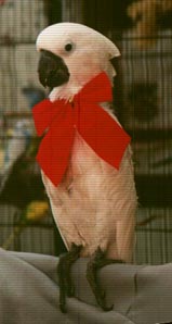 Christmas 'Too