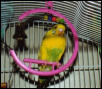 A View From A Swing