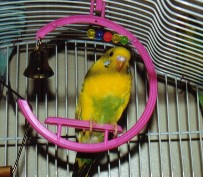 A View From A Swing