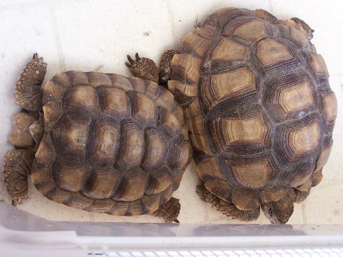 Chaco tortoises