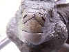 Does this make my snout look big?