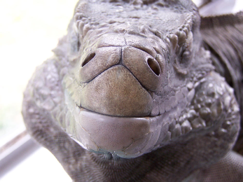 Does this make my snout look big?