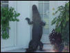 Lemme in!