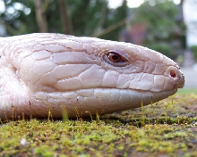 Sluggo close up.