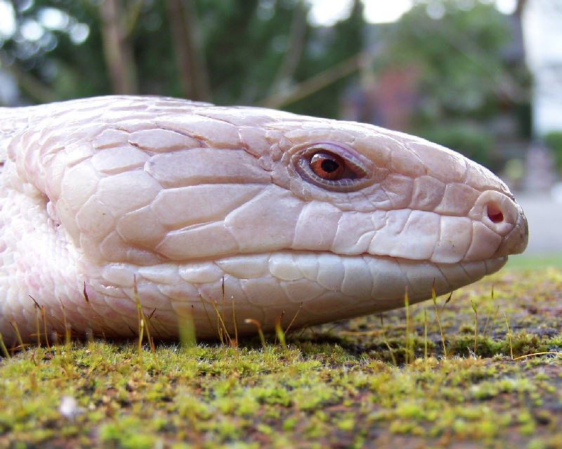 Sluggo close up.