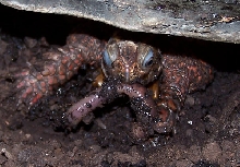 Tobago eating.