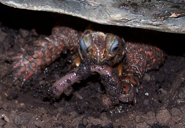 Tobago eating.