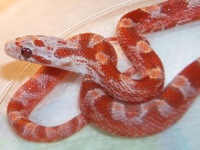 Ultramel Blood Corn