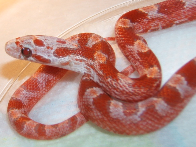 Ultramel Blood Corn