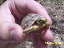 Baby Egyptian