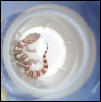 Banded Gecko