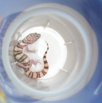 Banded Gecko