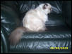 Tippi