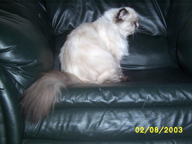 Tippi