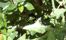 Moab hiding