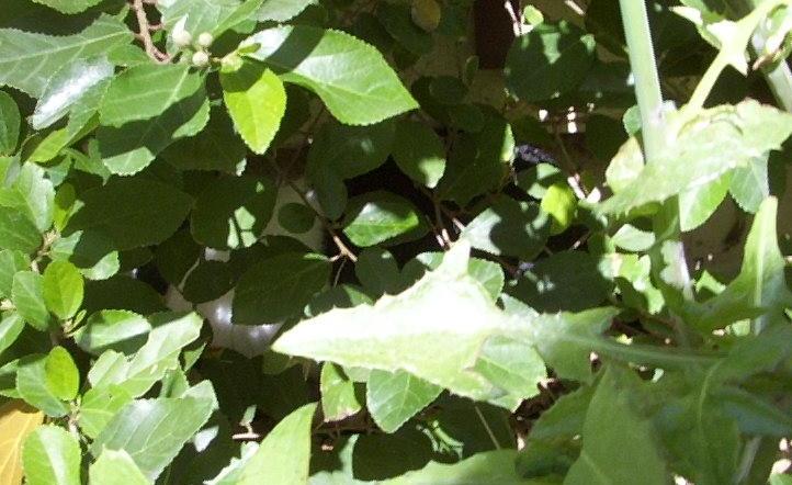 Moab hiding