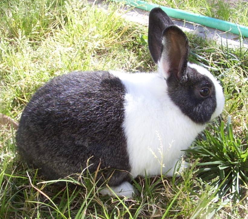In the grass