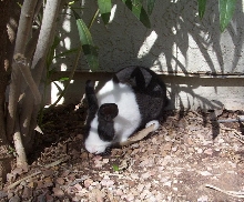 Under the oleander