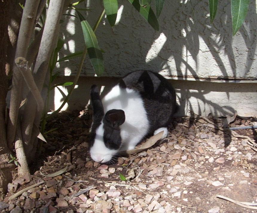 Under the oleander