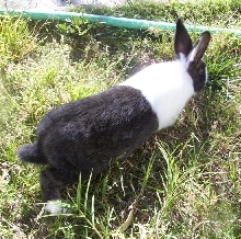 Walking in the grass