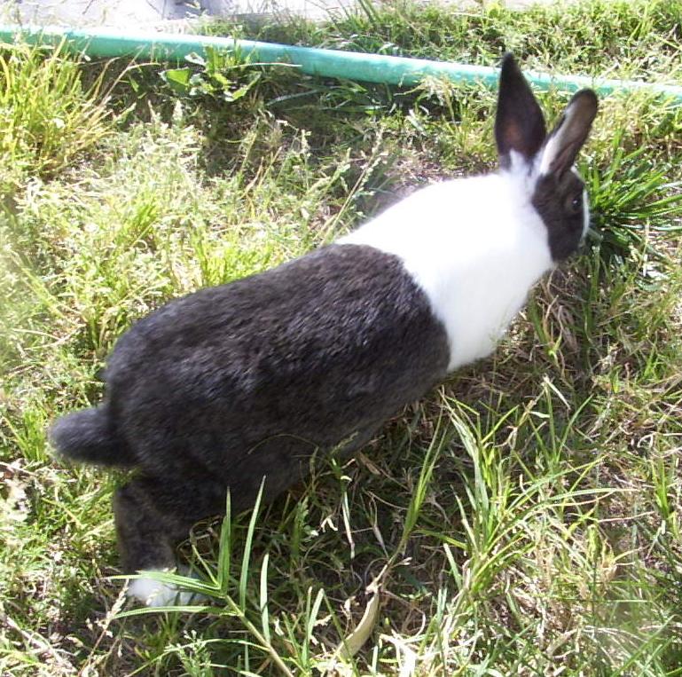 Walking in the grass