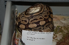 PYWmorphs 1st eggs, burgundy